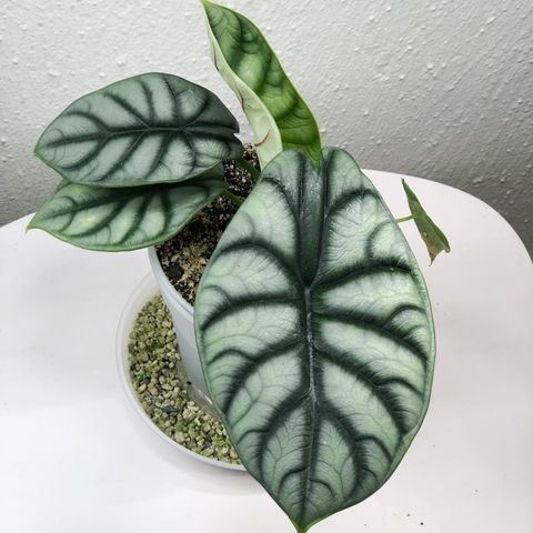 Alocasia silverdragon