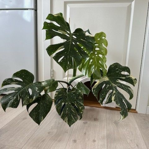 Stor monstera thai constellation selges