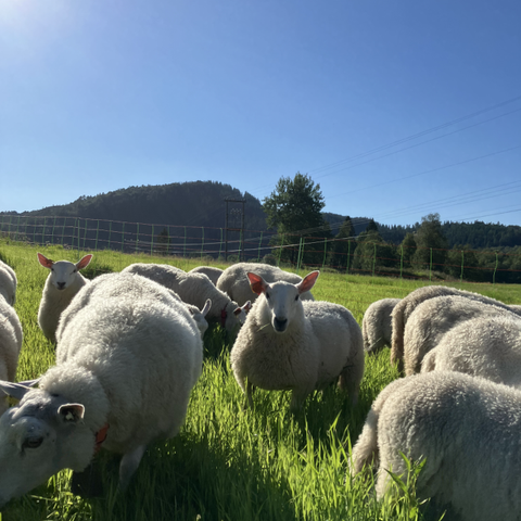 Ein fin flokk med sau av rasen sjeviot