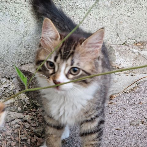 Nydelige, langhårete kattunger.