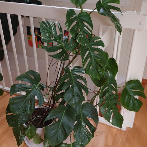 Stor monstera variegata