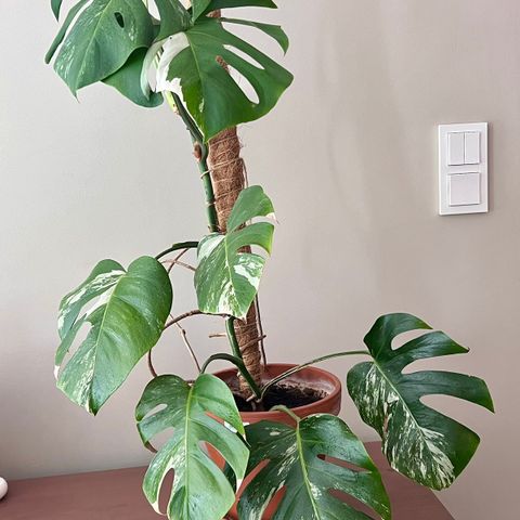 Monstera Variegata