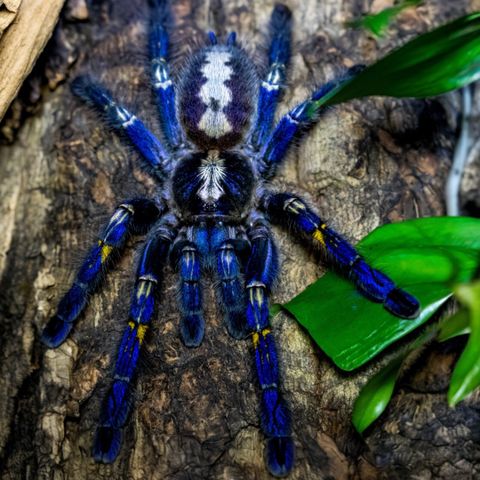 POECILOTHERIA METALLICA  /hunn