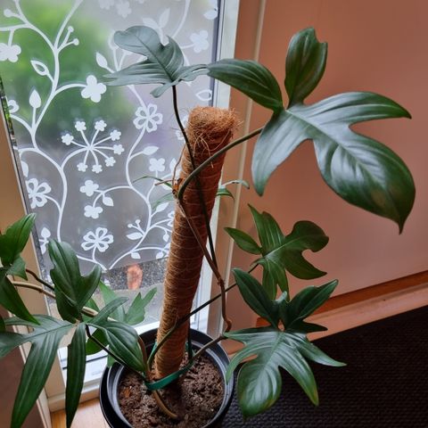 philodendron squamiferum