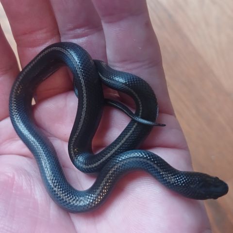 E5. 1.0. Lampropeltis californiae. Kongesnok. Hypermel dobbel het