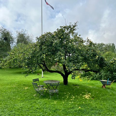 Selvplukk av epler i Lommedalen