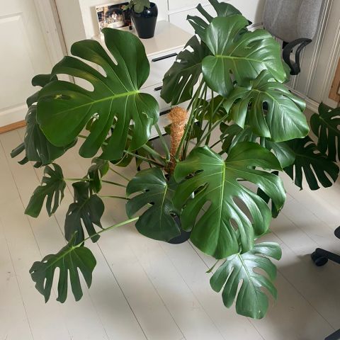 Monstera