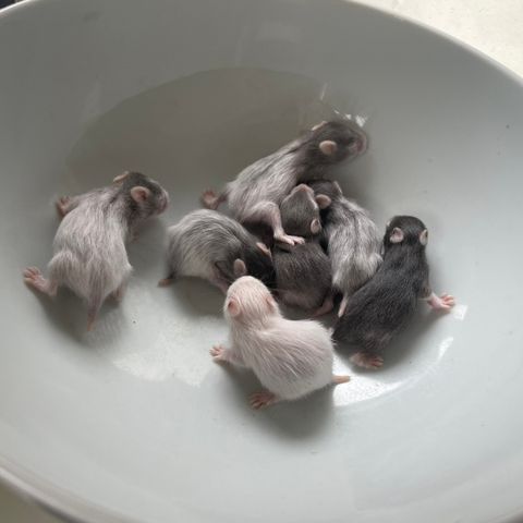 Hamsteriet hamsteroppdrett har fått kull med syrisk hamster unger