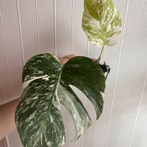 Monstera variegata, rotet stikling