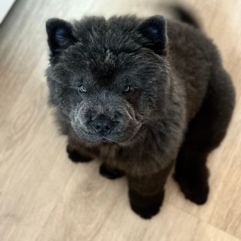 Nydelig Chow chow valp