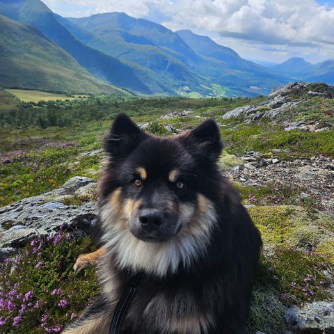 Finsk Lapphund 15mnd