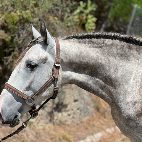 3 års Lusitano (cruzado)