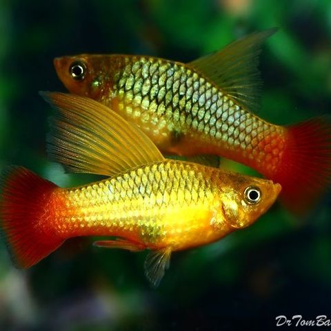 Indianer Platy Highfin