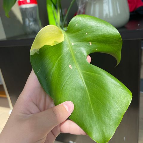 Monstera aurea