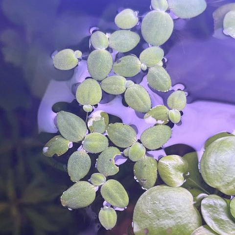 Pistia stratiotes akvarieplante selges!