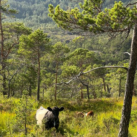 Galloway fe - kviger og stutar