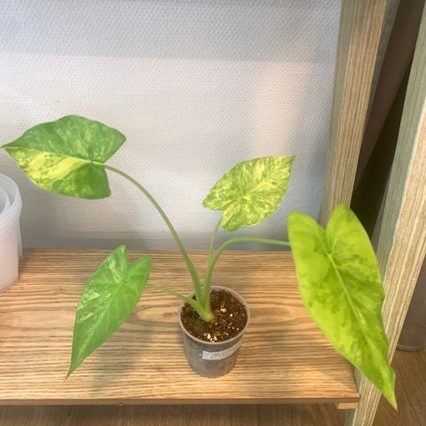 Alocasia  Gangeana  Aurea Variegata