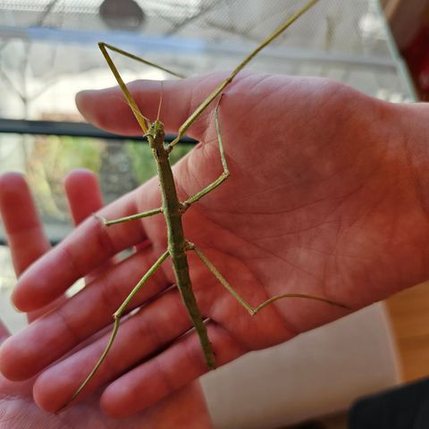 Pinnedyr selges, voksne og nyklekkede