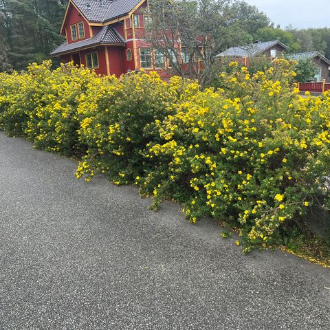 Potentilla/buskmure hekk gis bort.