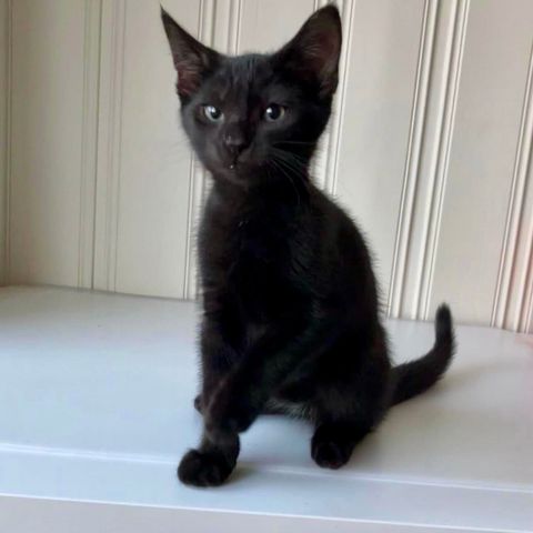 Elskelige lekne vesle kattungen JUPITER 🖤 Adopter fra Lucas Org. 🐾