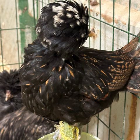 Paduan unghøns (gull, chamois og krøll)!!