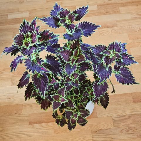 Coleus Spacecake plante.