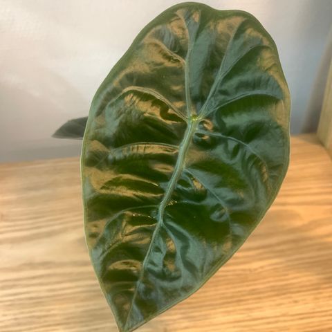 Alocasia Sendenii