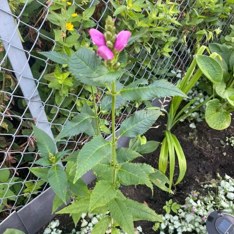 Sensommerens blomstrende stauder