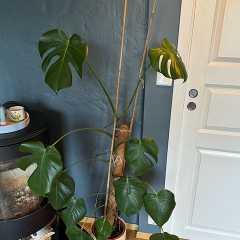 Monstera 150 cm