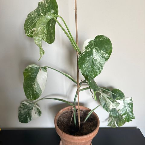 Monstera variegata selges