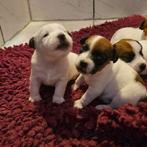 Flotte Nkk reg Jack russell hann valp fra erfaren oppdretter