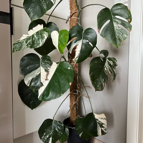 Monstera Variegata, hel plante