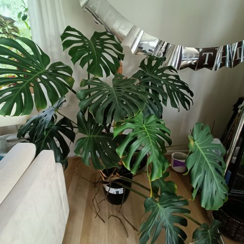 Big monstera / stor monstera