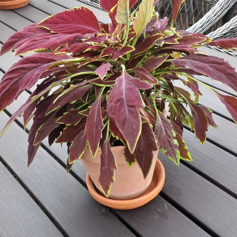 Coleus, praktspragle