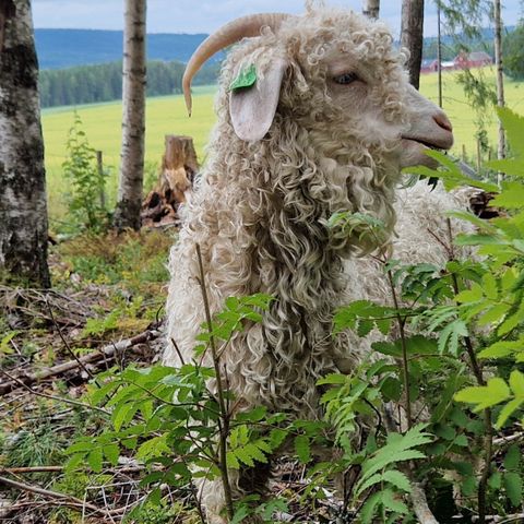 Liten flokk mohairgeiter i småferegion 4