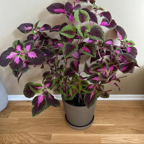 Coleus Masterblend Rainbow