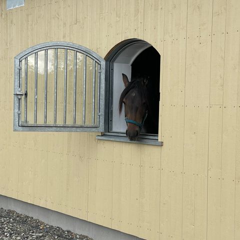 Stallplass på Lillehammer i nybygget stall