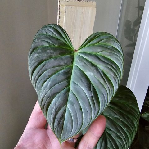 Philodendron Majestic + Philodendron Mameii