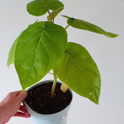 Tamarillo plante (Tomato tree) *3 stk igjen*