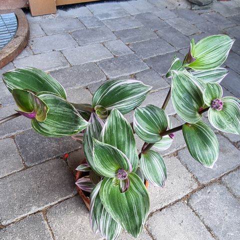 Tradescantia i terracotta potte