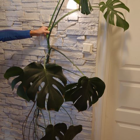 Stor monstera - rund 200 cm