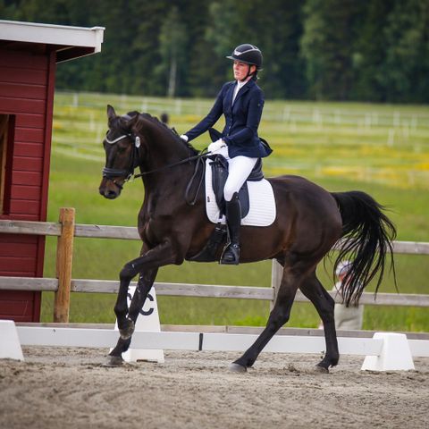 Fôrrytter søkes til ridehest