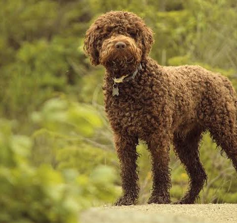 Lagotto romagnolo valp