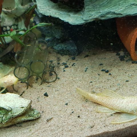 Albino ancistruser selges