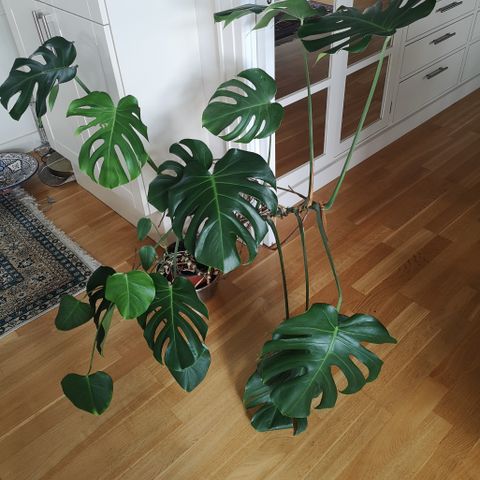 Plante Monstera, 120cm  x  120cm  høyt og bred