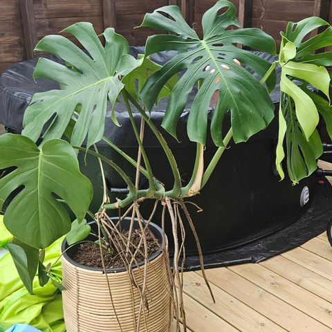 Stor monstera