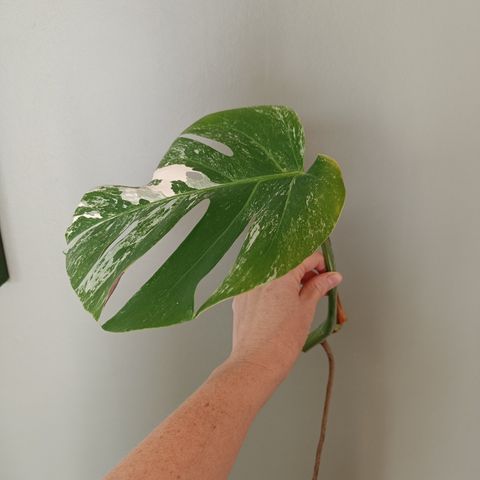 Monstera variegata