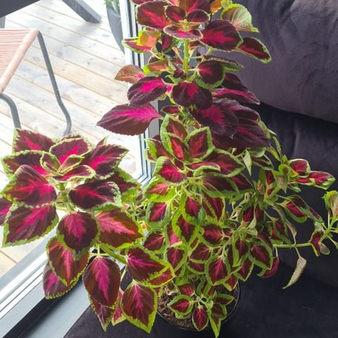 Coleus Mezmerize chocolate rose