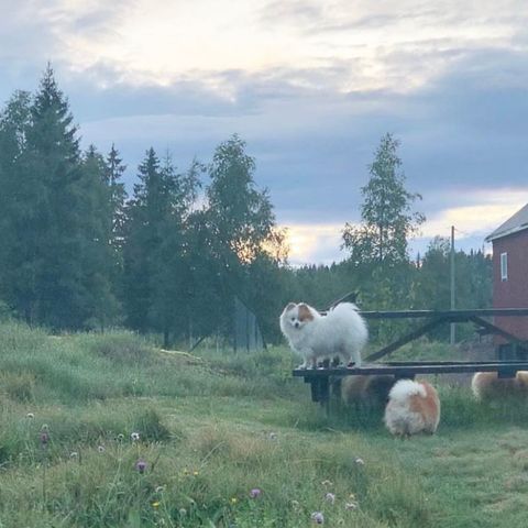 Fôrvert til Pomeranian ønskes