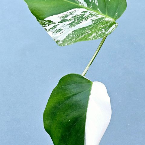 Monstera variegata toppstikling. Half moon